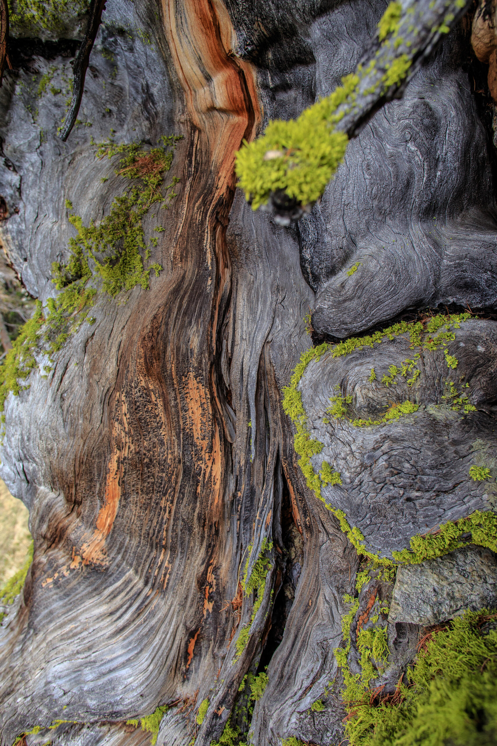 Arven_Natur (11 von 17)