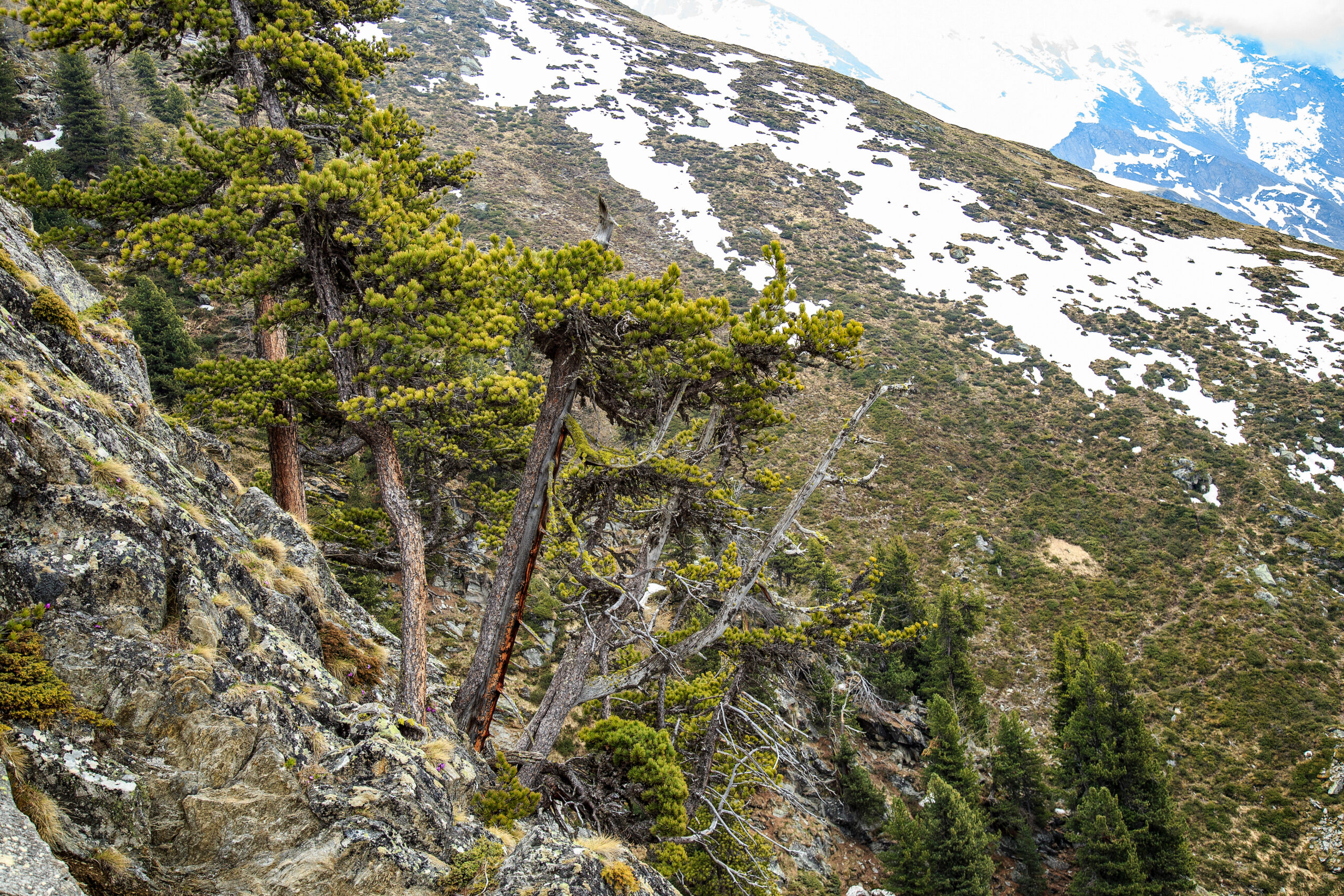 Arven_Natur (12 von 17)