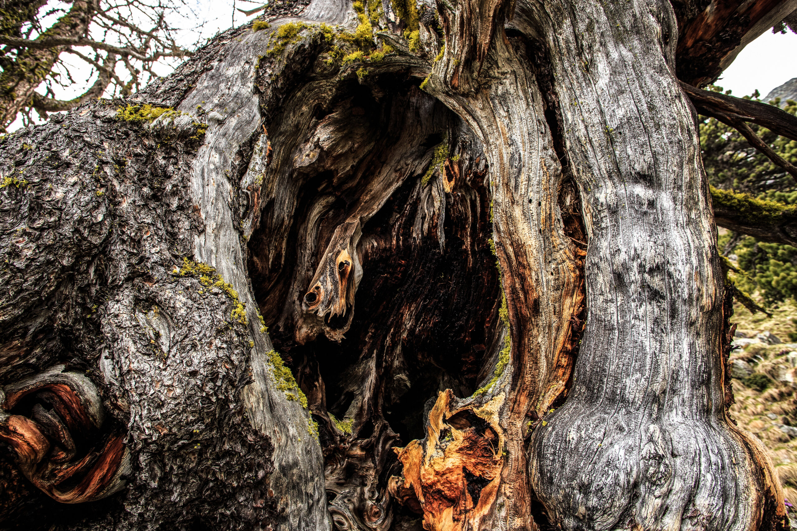 Arven_Natur (7 von 17)